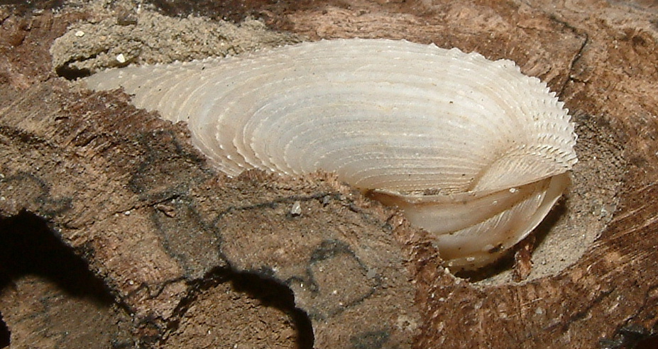 Pholadidae nel legno